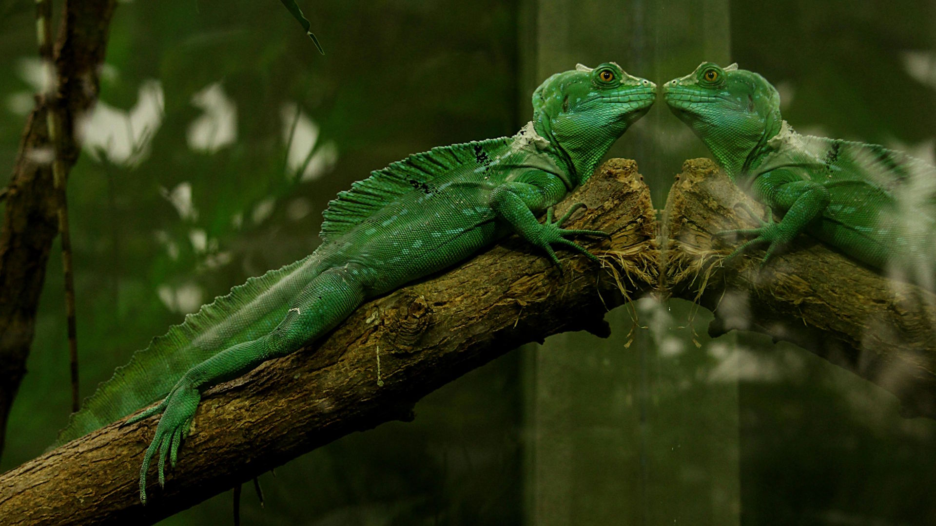A green iguana lies on a branch with its reflection visible in the glass of its enclosure.
