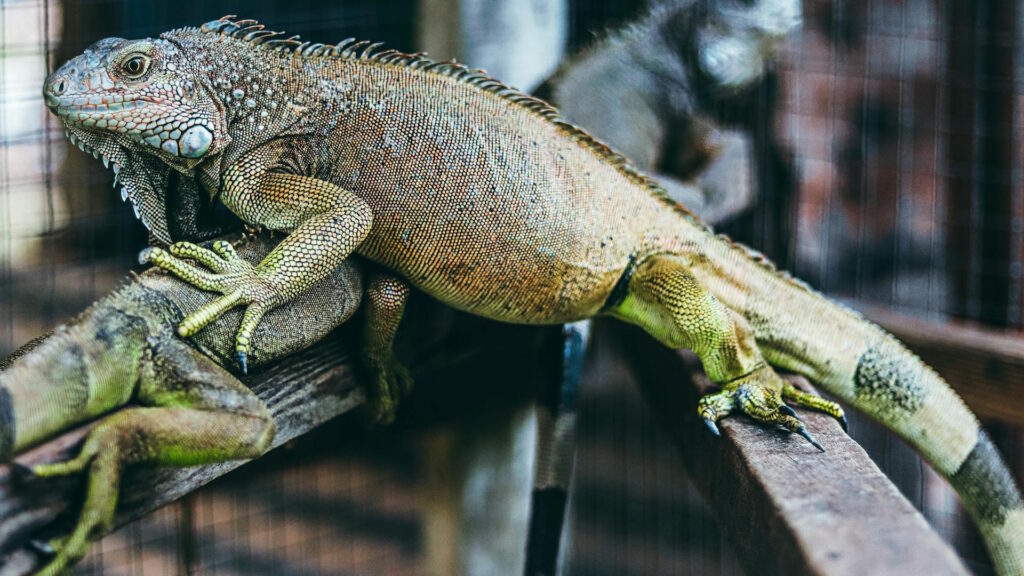 Close-up of a colorful green iguana resting on a wooden beam inside a cage.