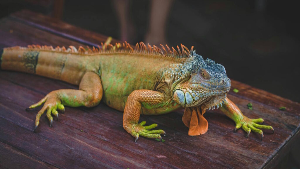 A colorful iguana sits calmly on a wooden table, showcasing vibrant scales and textures.