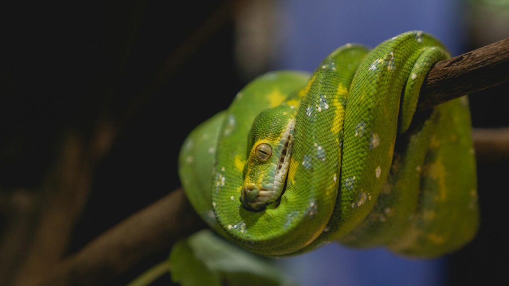 Close-up of a vibrant green tree python coiled on a branch, showcasing its detailed scales.