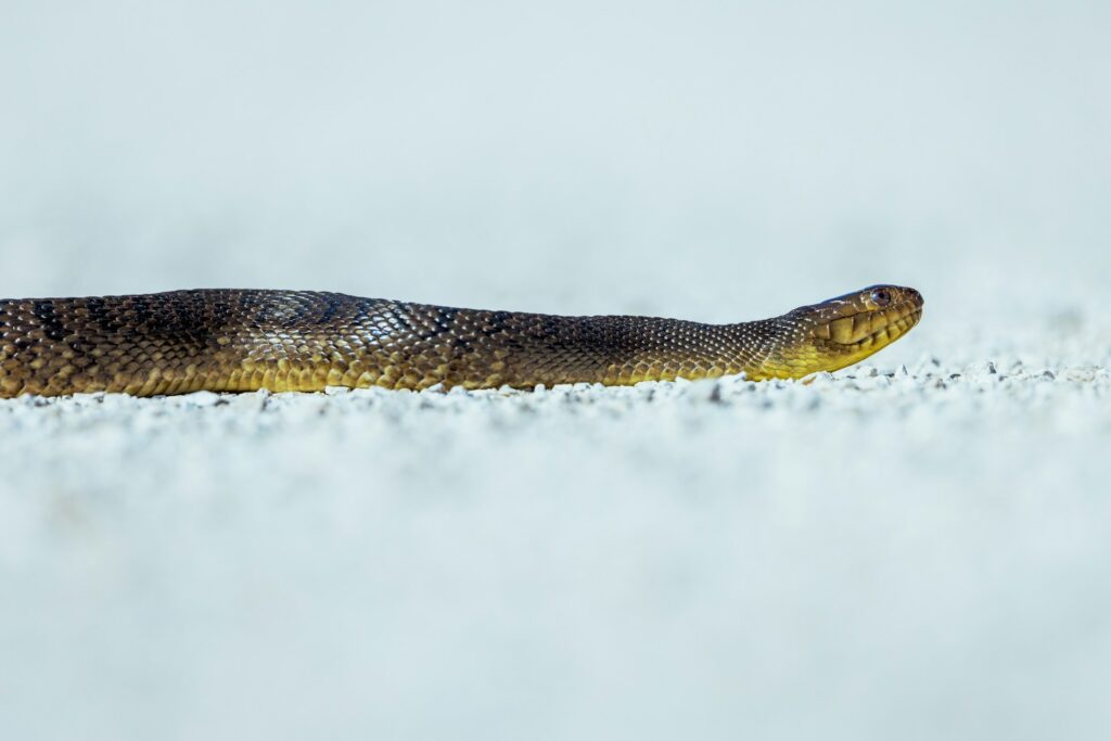 Gliding through the landscape, this snake showcases nature's elegance and adaptability.