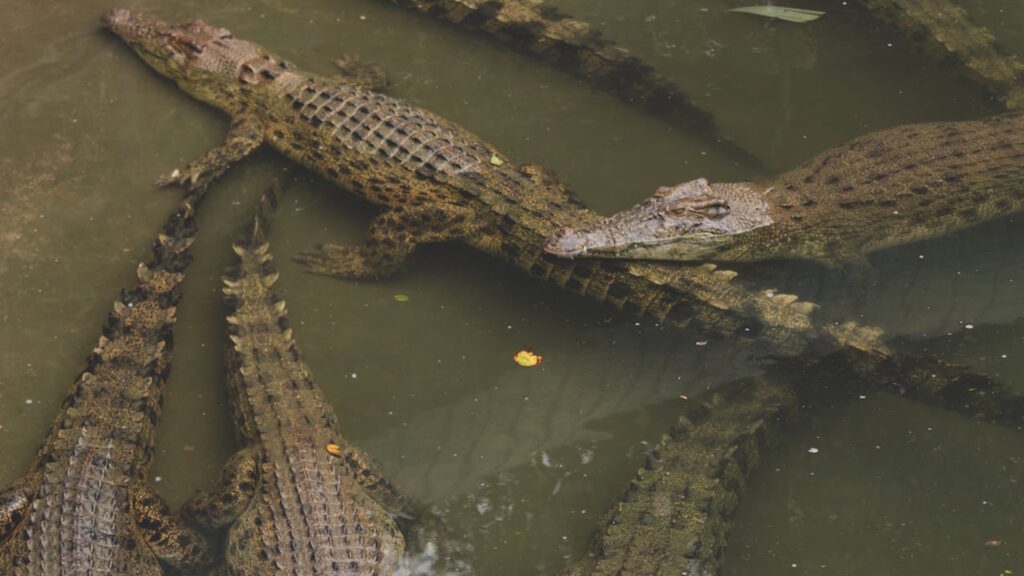 Group of crocodiles swimming in a murky swamp, showcasing their natural habitat.