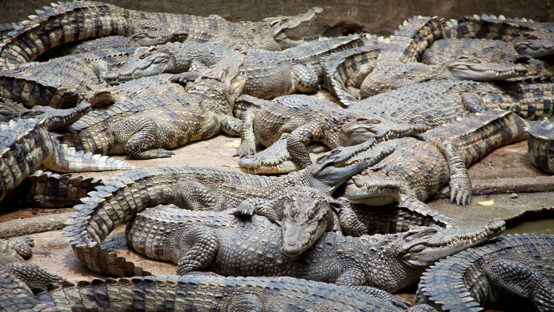 How Pesticides and Chemicals Are Poisoning Reptile Populations