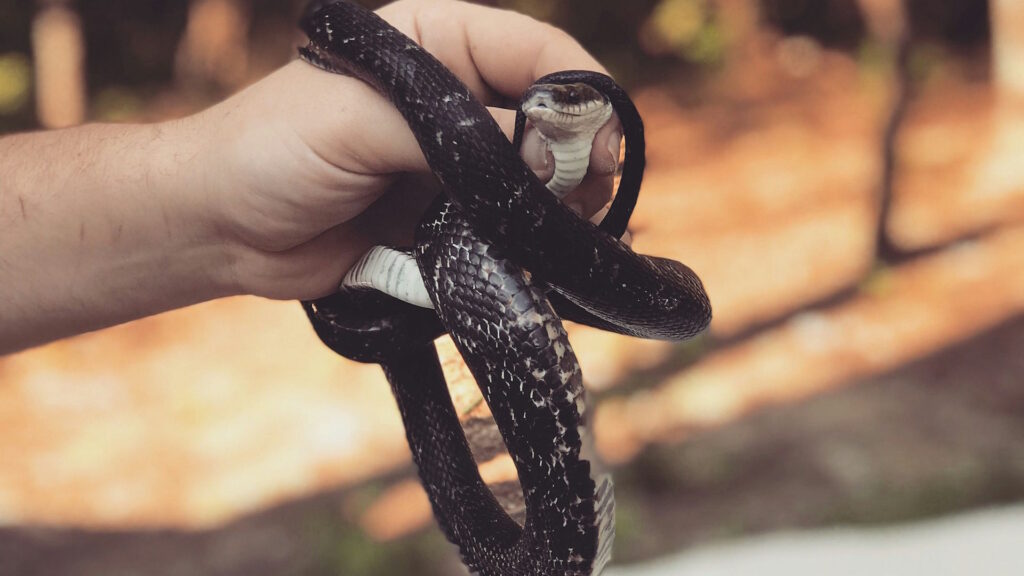 A dark-colored snake loosely coiled around a person's hand