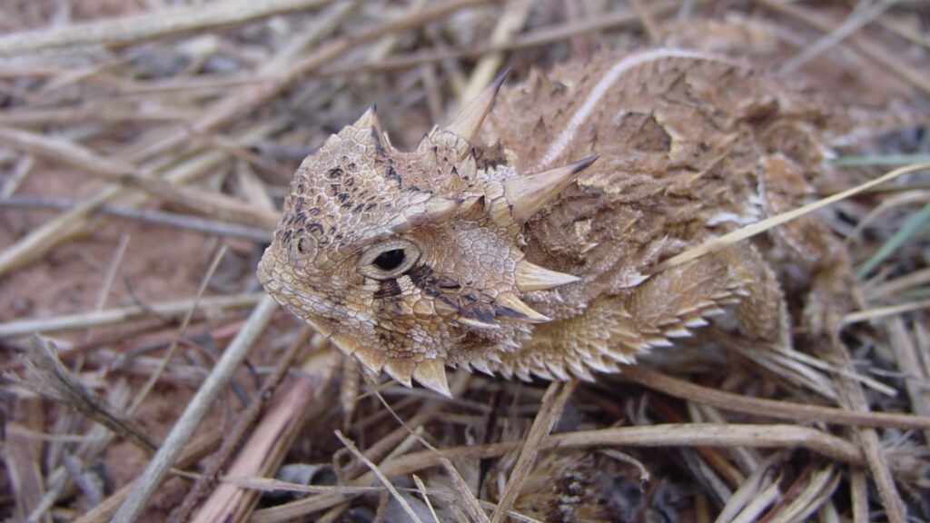 A close-up of a horned lizard camouflaged among dry grass and dirt