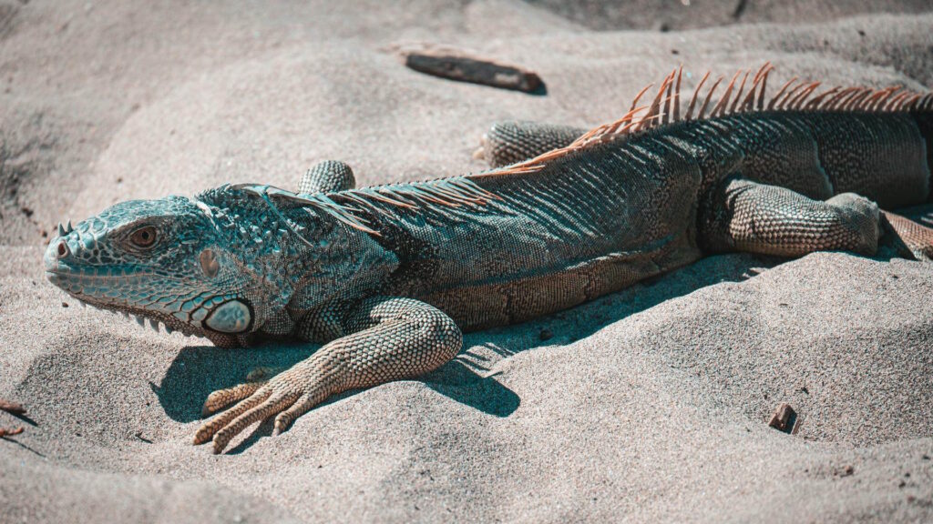 Close-up of an iguana resting on sand in Nuevo Vallarta, showcasing its textured skin and vibrant colors.