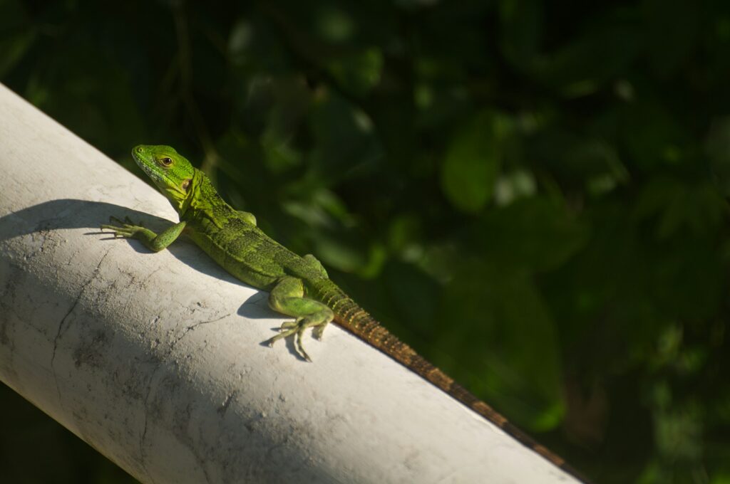 A green lizard basks in the sunlight.