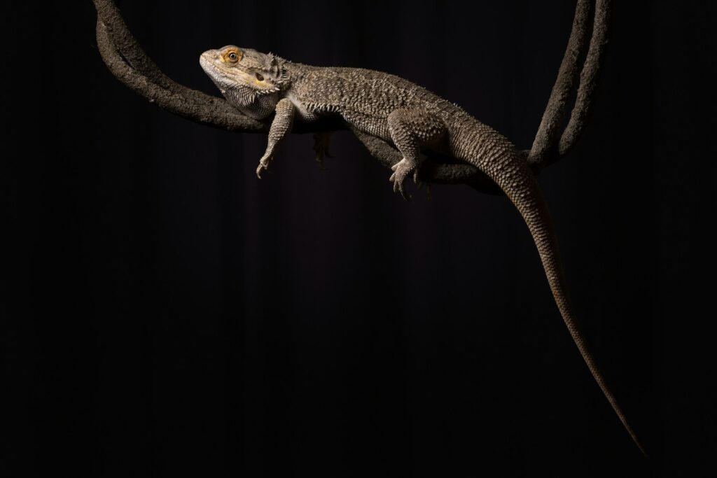 brown and black lizard on brown tree branch