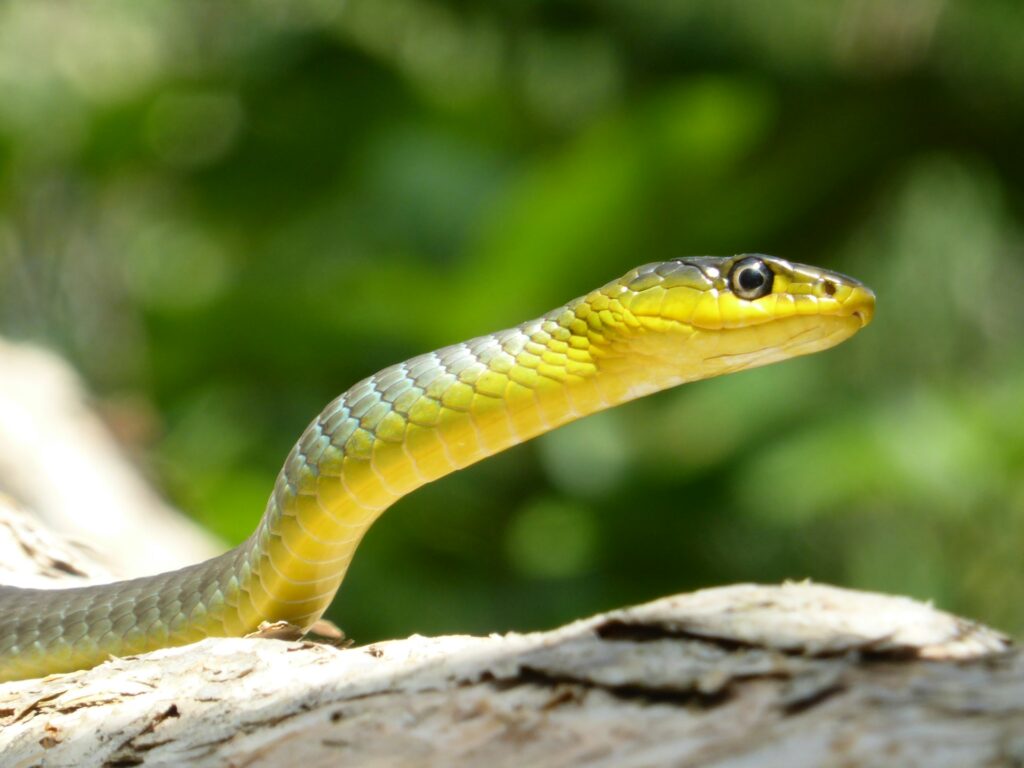 Embracing the vibrant hues of nature, this sleek serpent showcases the beauty and elegance of its surroundings.