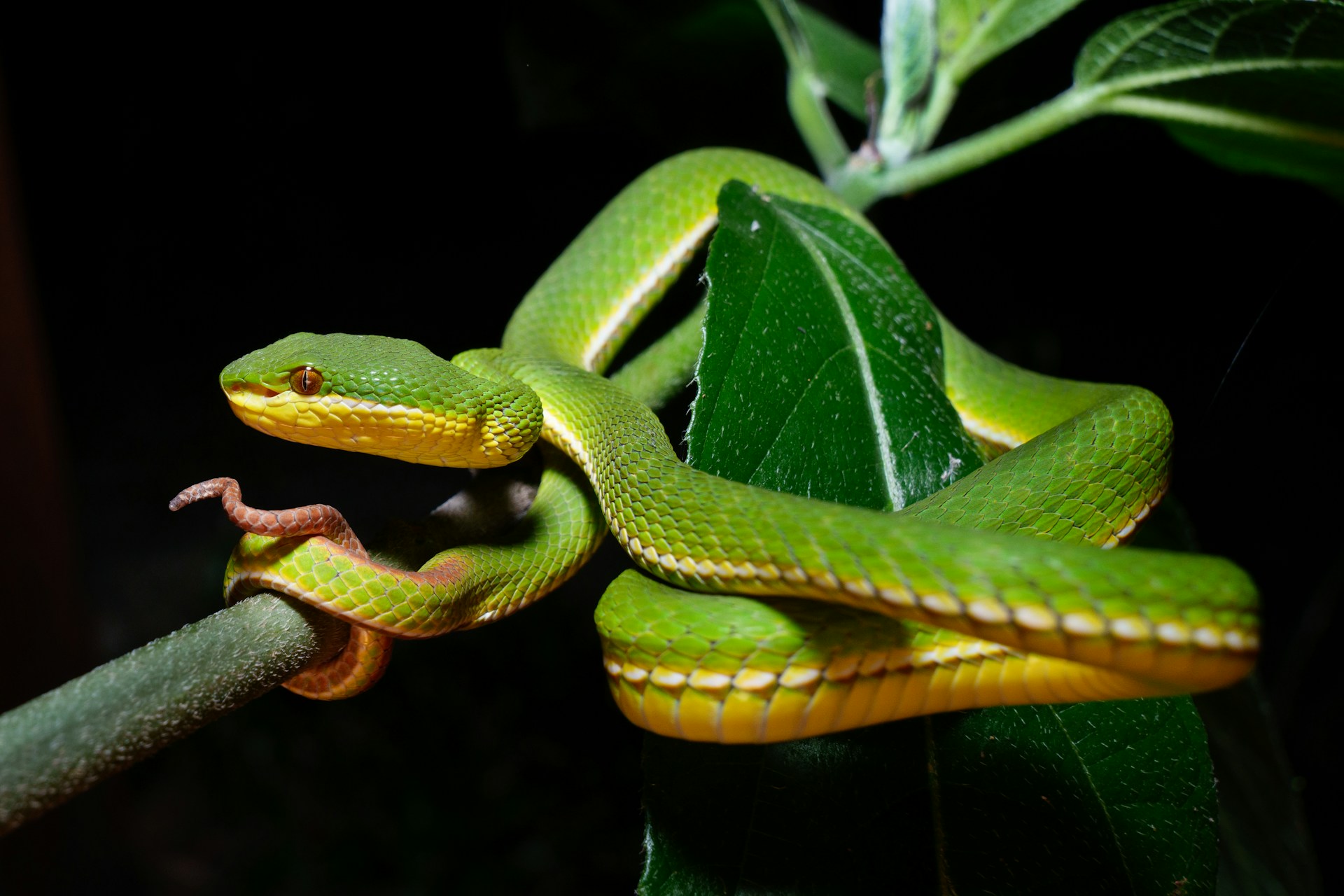 How Venomous Snakes Interact With Each Other in the Wild