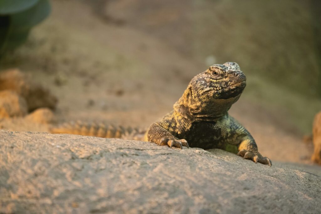 A spiny tailed lizard Uromastyx leptieni on a rock.