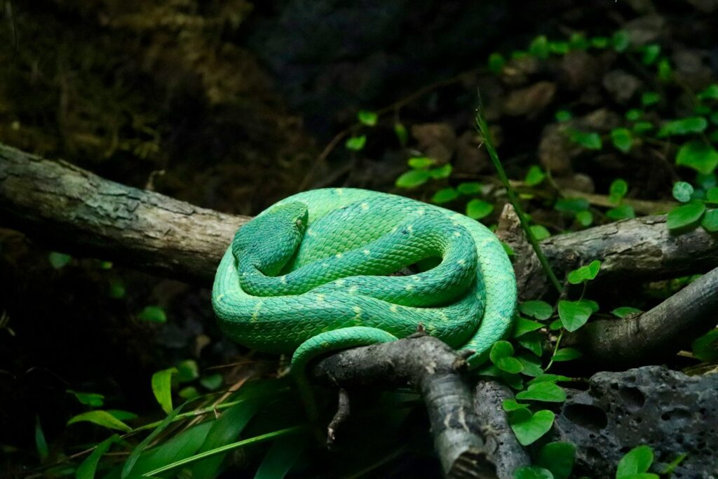 Curled green snake on a branch, camouflaged among the foliage.