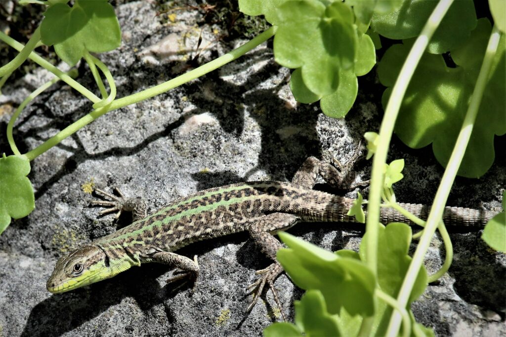 green and black lizard covered green leaves