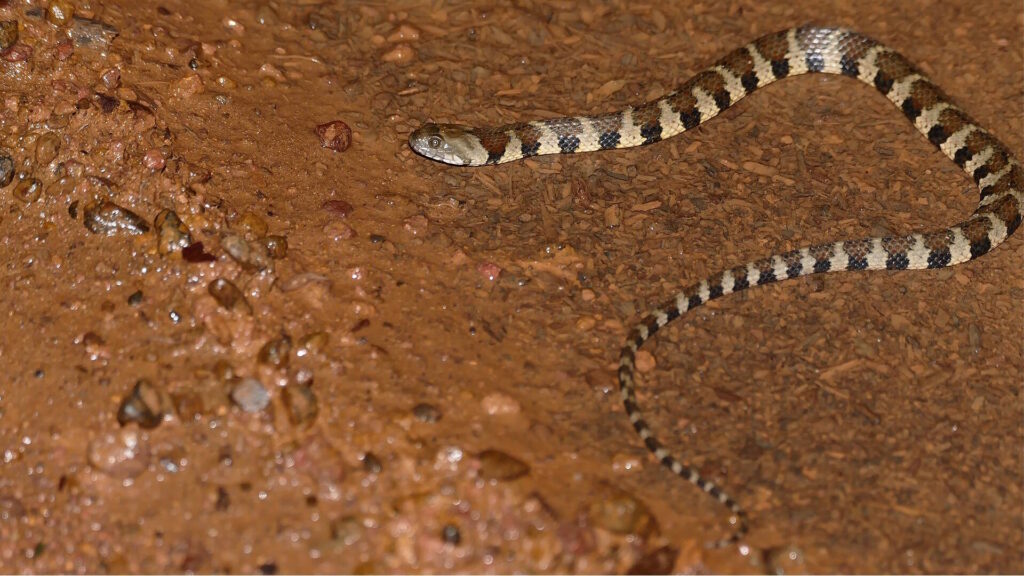 A Keel-bellied Water Snake on wet, muddy ground with dark and light bands along its body.