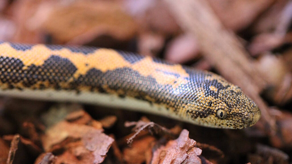 Closeup shot of Kenyan sand boa