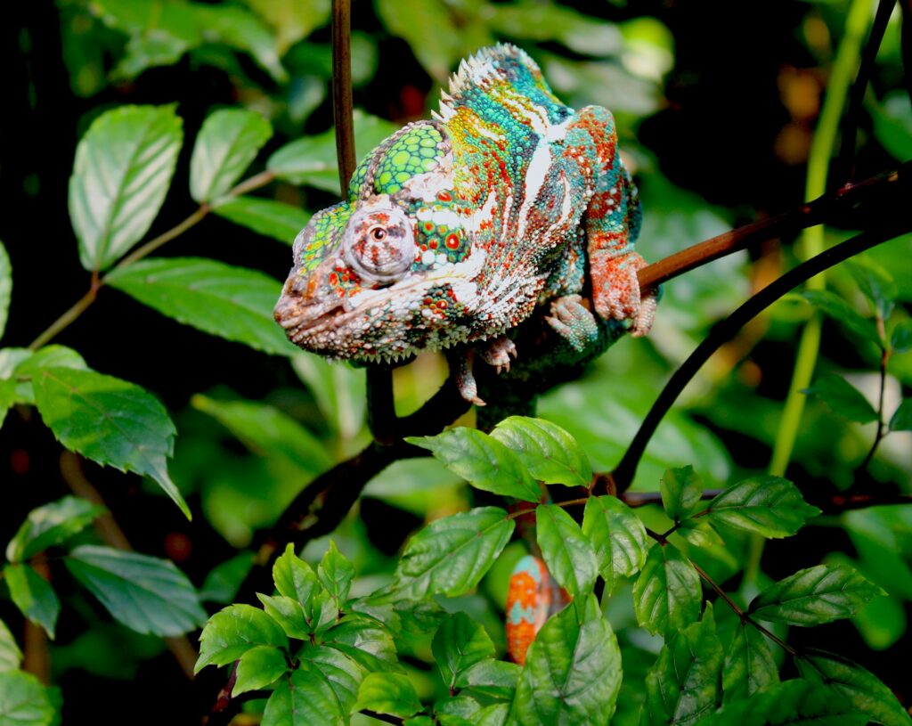 A colorful chameleon resting on a branch amidst the dense foliage of the jungle.