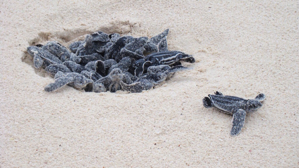 Leatherback Turtle leaving their nest at Eagle Beach, Aruba