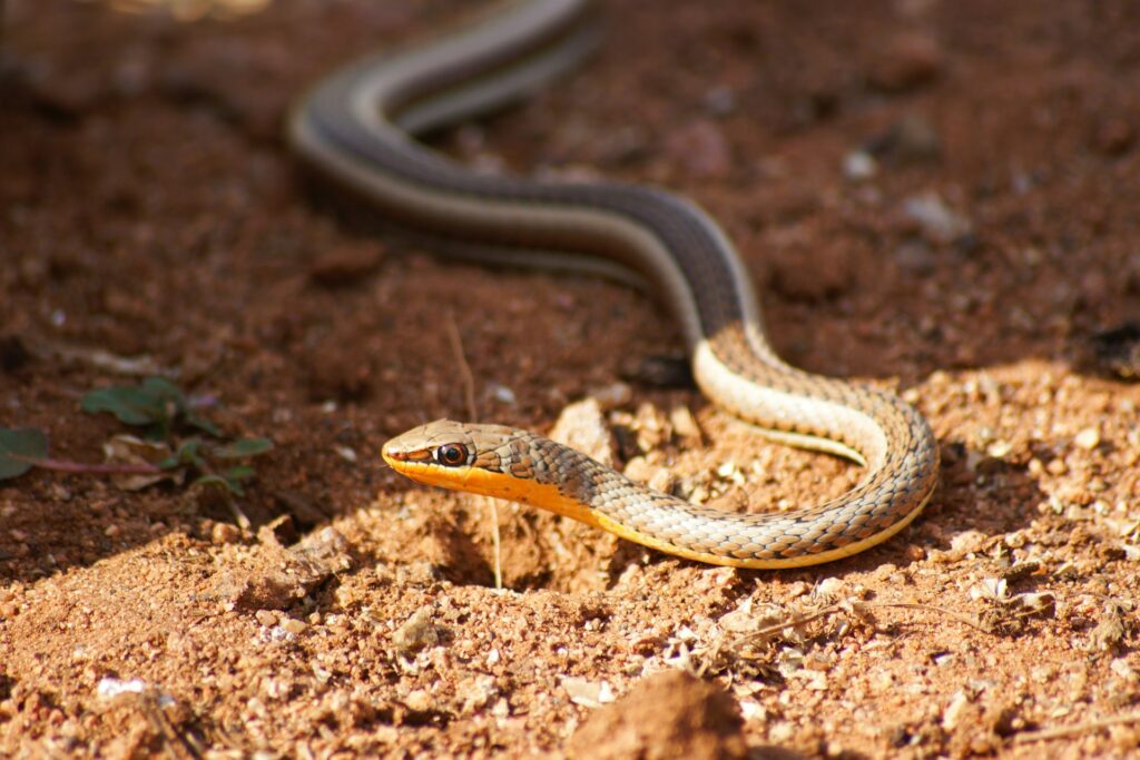 Yellow-striped snake coiled on a rock in a natural setting.
