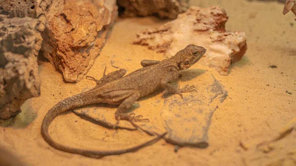 lizard resting on sand and rocks in a desert-like environment.