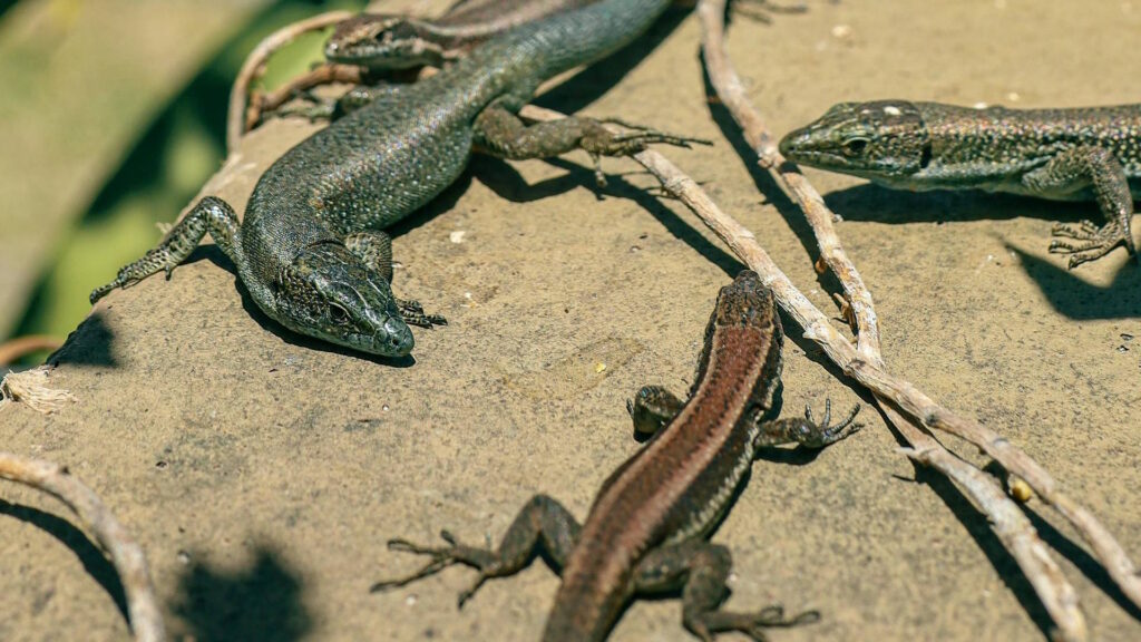 Close-up of multiple lizards sunbathing on a rocky surface in a natural setting.