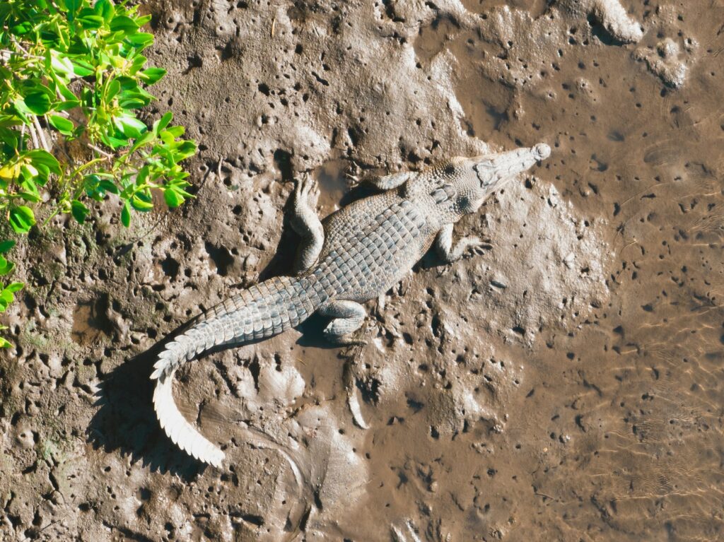 a lizard on a rock