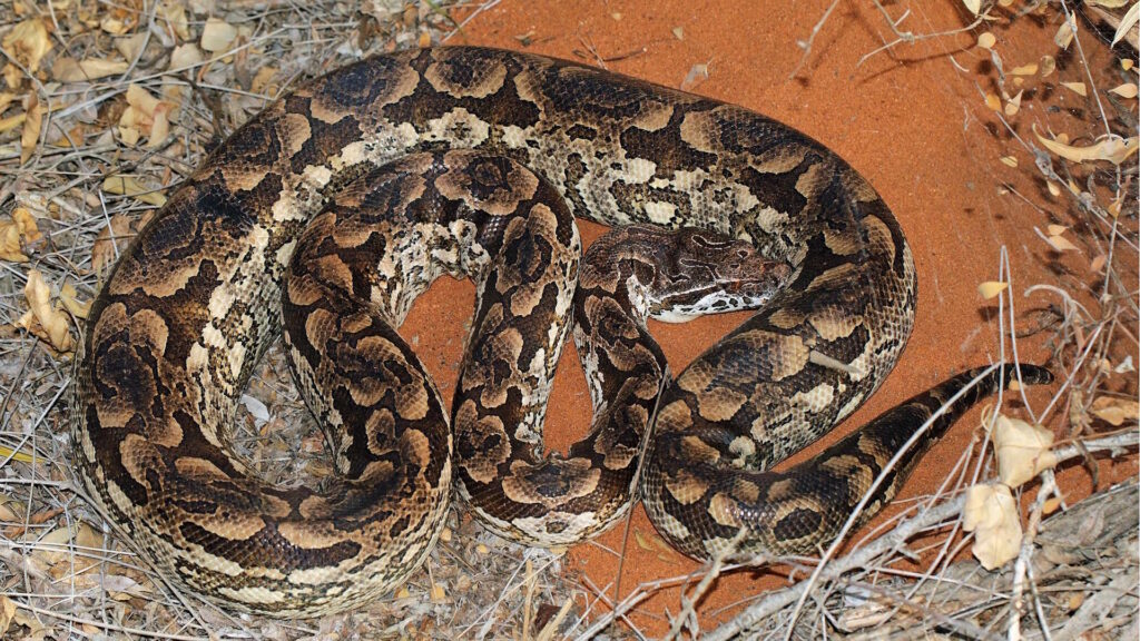 Ground boa lying on floor covered in dry leaves and twigs.