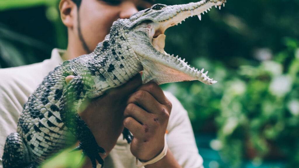 A man holds a young alligator in a lush, tropical setting showcasing wildlife interaction.