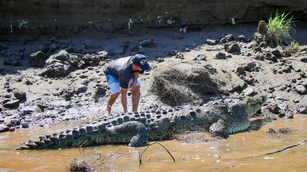 A man in a black cap approaches a large crocodile near a riverbank.
