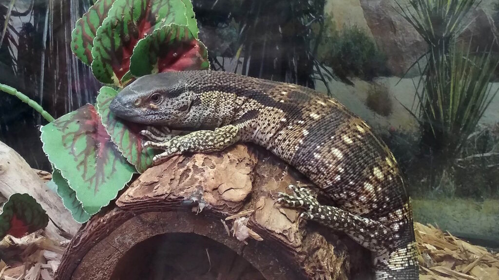Monitor lizard lying on a wooden log in a terrarium with artificial plants, wood chips, and a desert-themed background.