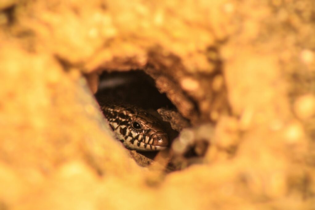 Small snake looks out from a hole in the ground.