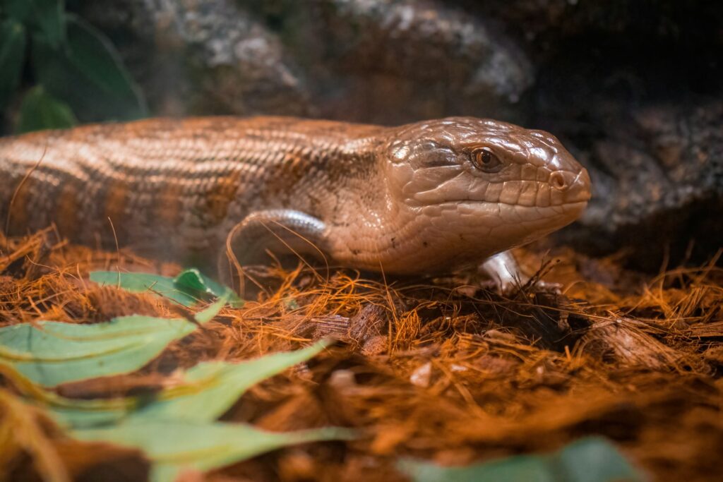 A lizard rests on the forest floor, blending into the natural surroundings of leaves and soil.