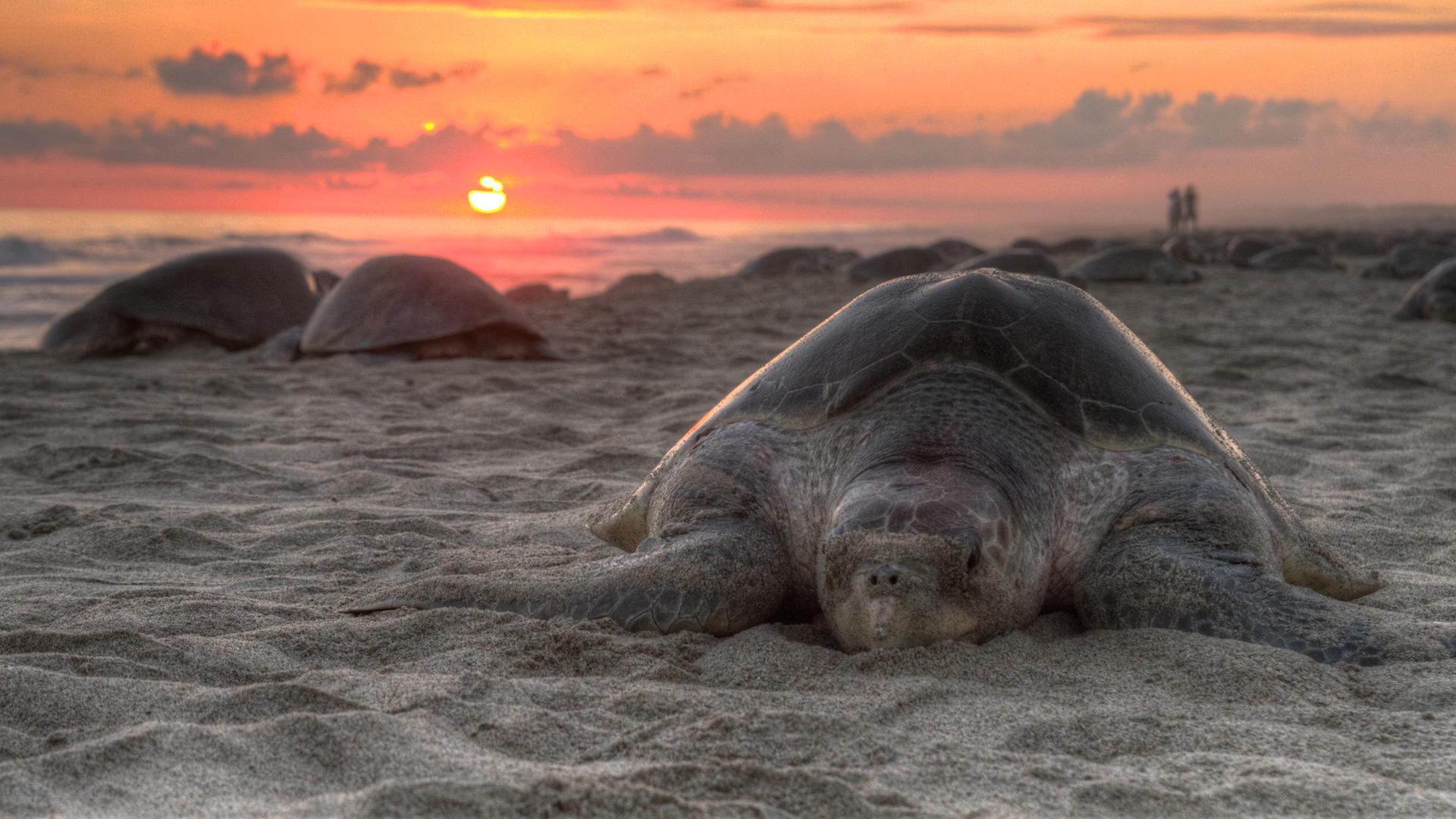 The Fight to Save Sea Turtles – Conservation Efforts That Are Working