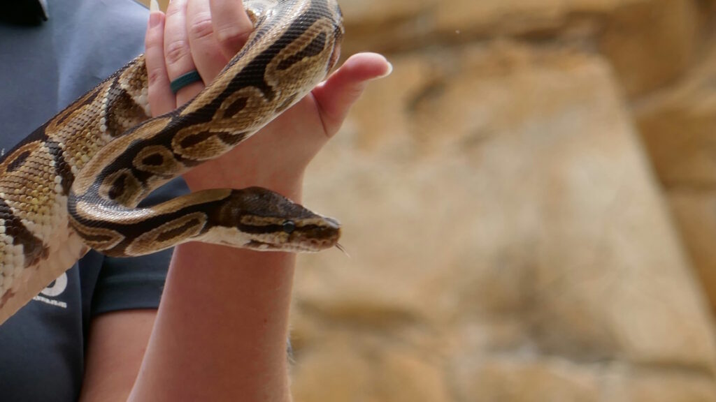 A person holding a large snake, wrapped around their hand and arm.