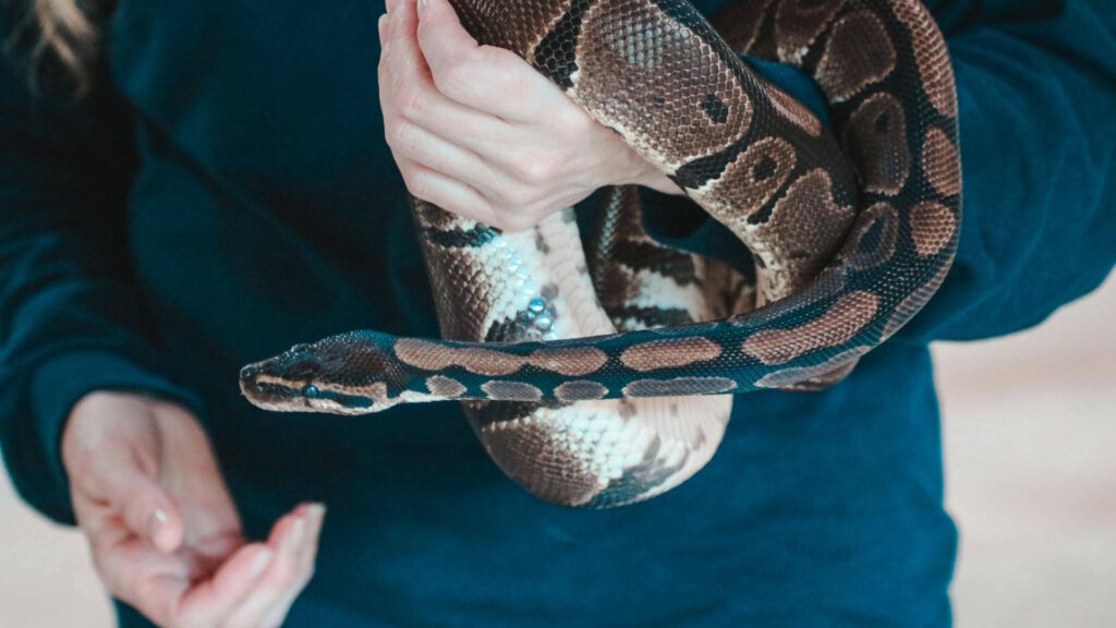 A person gently holds a snake while examining it for potential health issues.