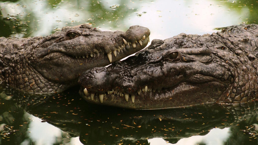 Two Philippine crocodiles in murky water, facing each other closely with visible teeth and textured, scaly skin