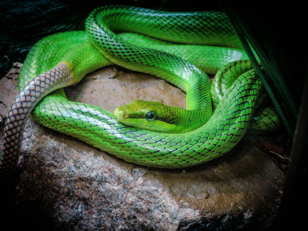 Green snake resting on a rock.