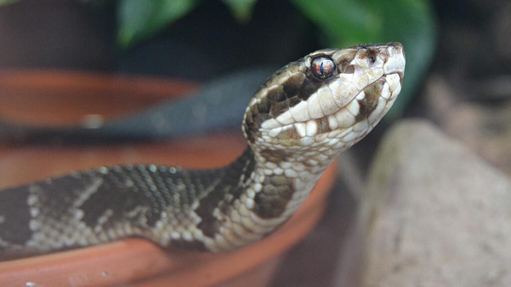 Detailed view of a pit viper snake, showcasing its scales and exotic features.