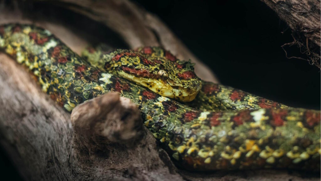 Close-up of a pit viper snake resting on a tree