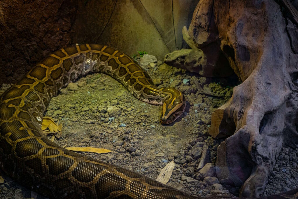 A healthy python resting on floor
