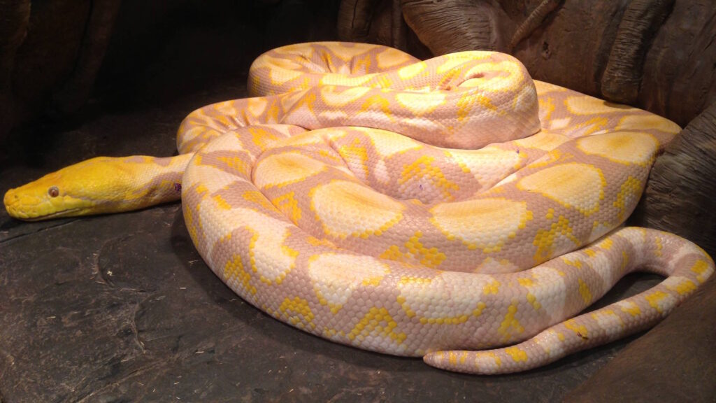 A large lavender albino reticulated python coiled on a dark rocky surface