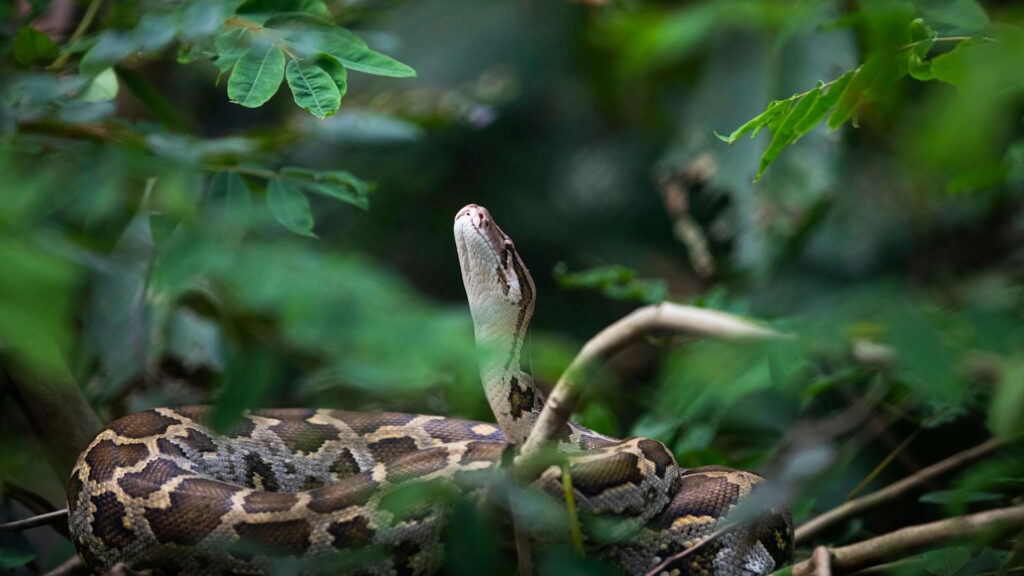a python nestled among vibrant green leaves in a jungle setting.