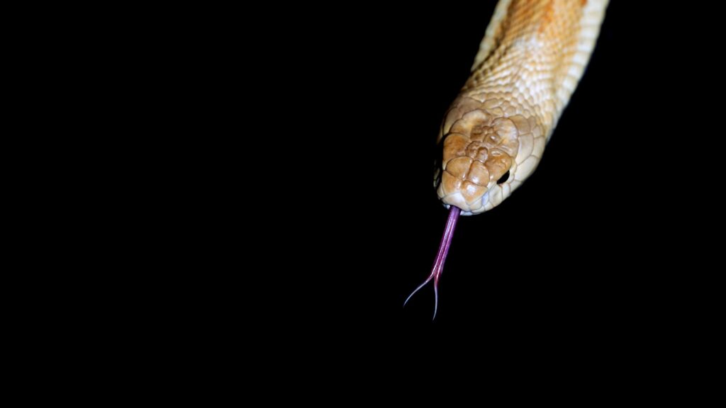 An orange and white cat with a purple stick in it's mouth