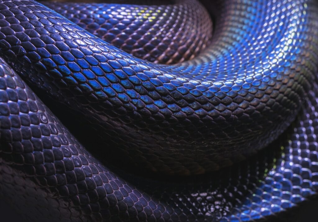 black snake closeup photo