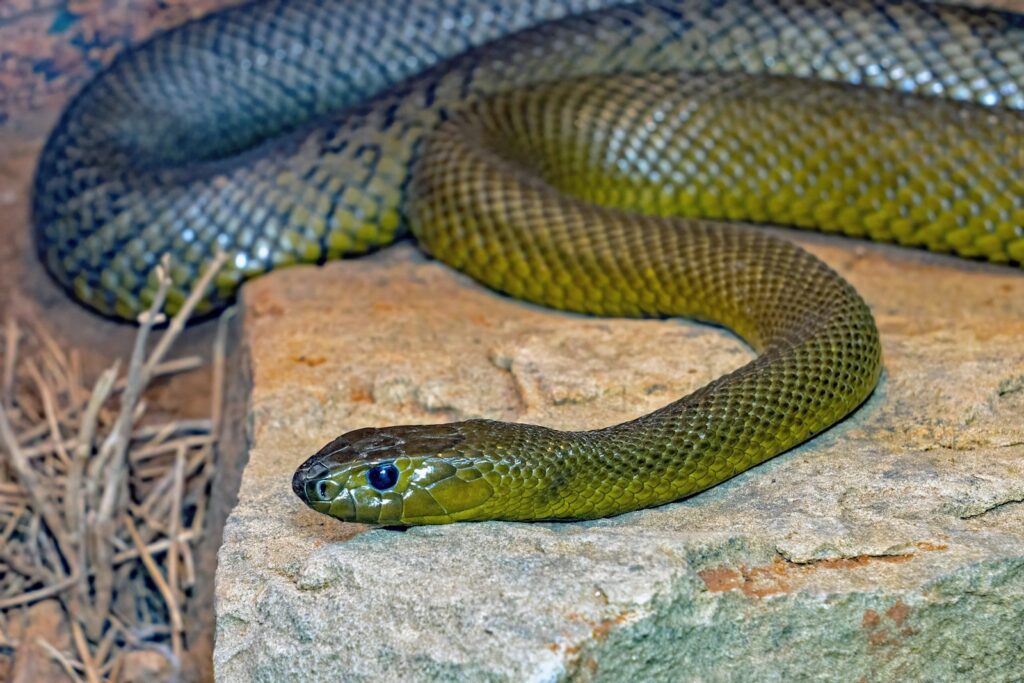 A large green snake is on a rock