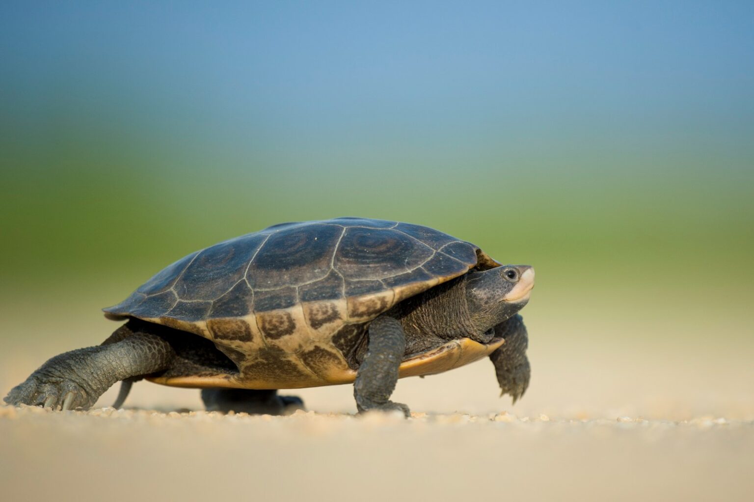 The Most Unique Turtle Shell Patterns Found in Nature – Reptilekingz