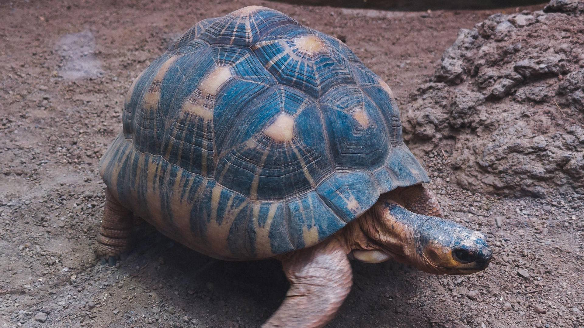 Detailed close-up of a radiated tortoise in a zoo setting, showing its intricate shell pattern.