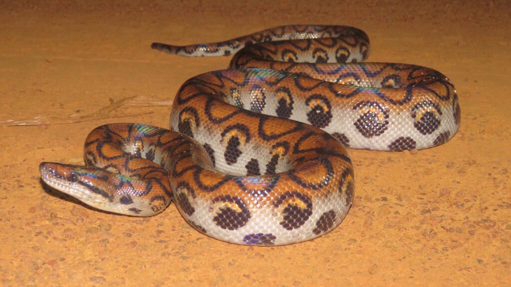 Rainbow boa on reddish soil, showing iridescent scales and bold black-ringed orange patterning.
