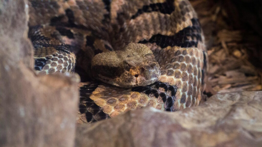 A coiled rattlesnake with a triangular head and dark, patterned scales rests on a rocky surface.