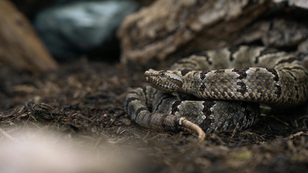 Close-up image of a rattlesnake with tongue flicking on the forest floor.