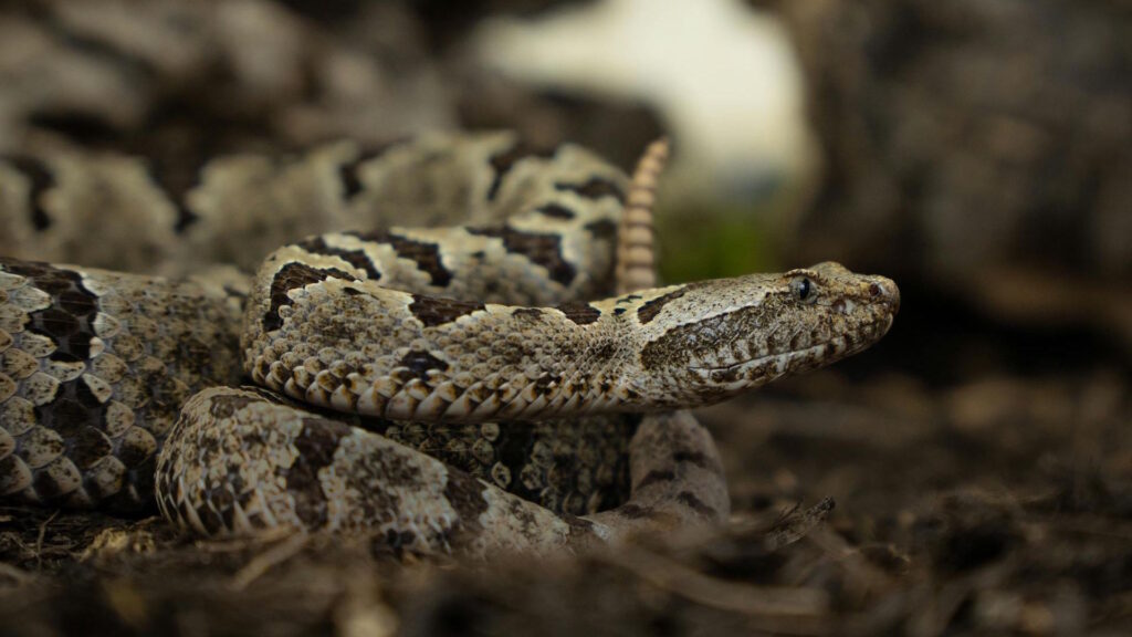 Coiled rattlesnake poised on the forest floor, using its heat‑sensing pits to track nearby prey.